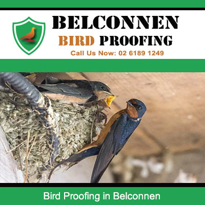 Bird nest removal services from building ledges in Belconnen